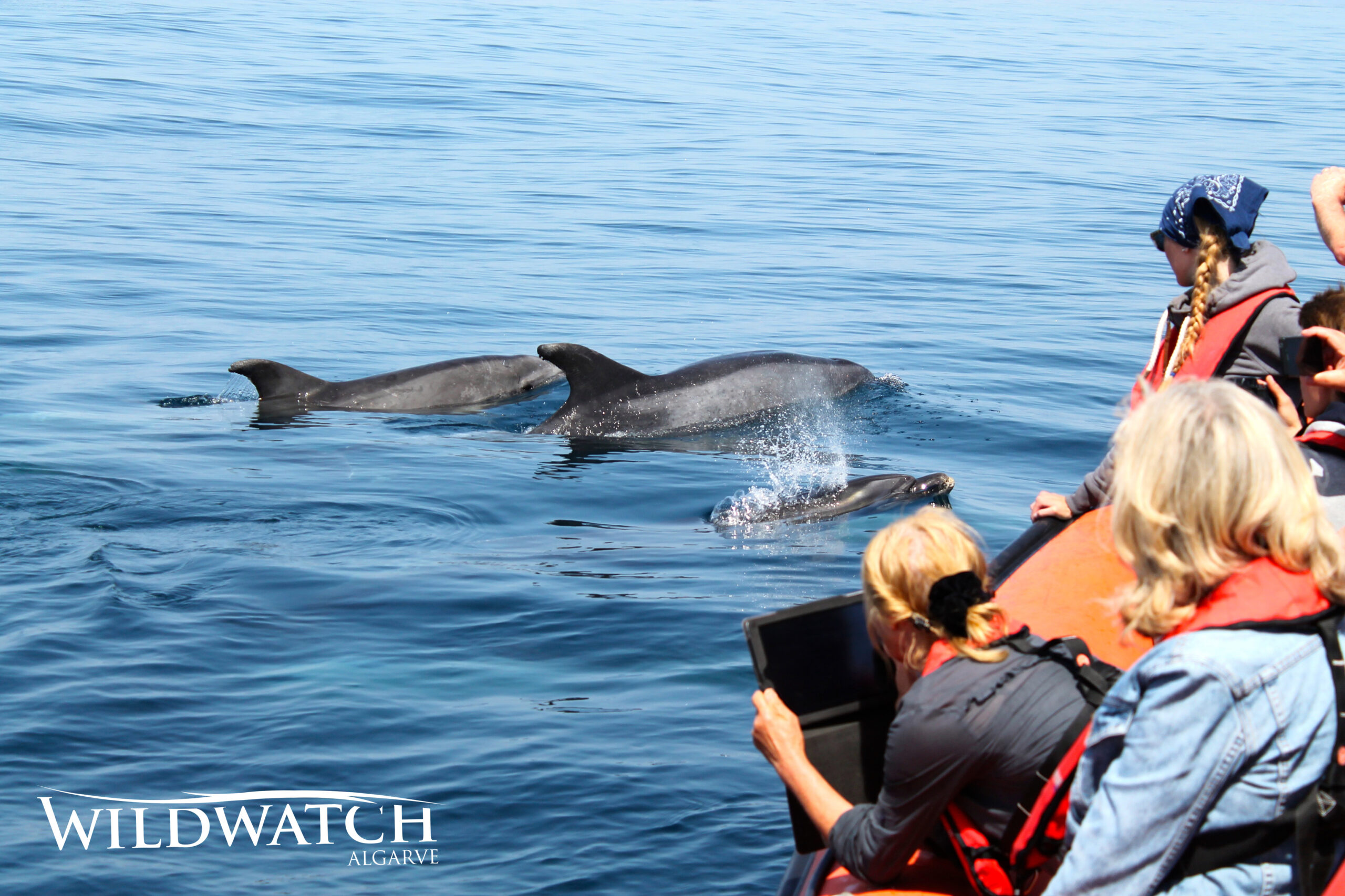 Dolphins Wildwatch