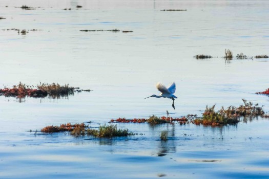 Birdwatching Ria Formosa